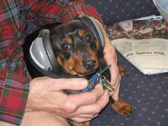 Tor prepares for flight.jpg